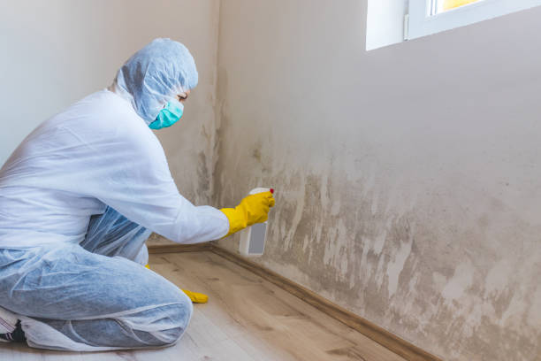 Licensed Basement Mold Remediation service in Emmitsburg, MD - Car Mold Remediation
